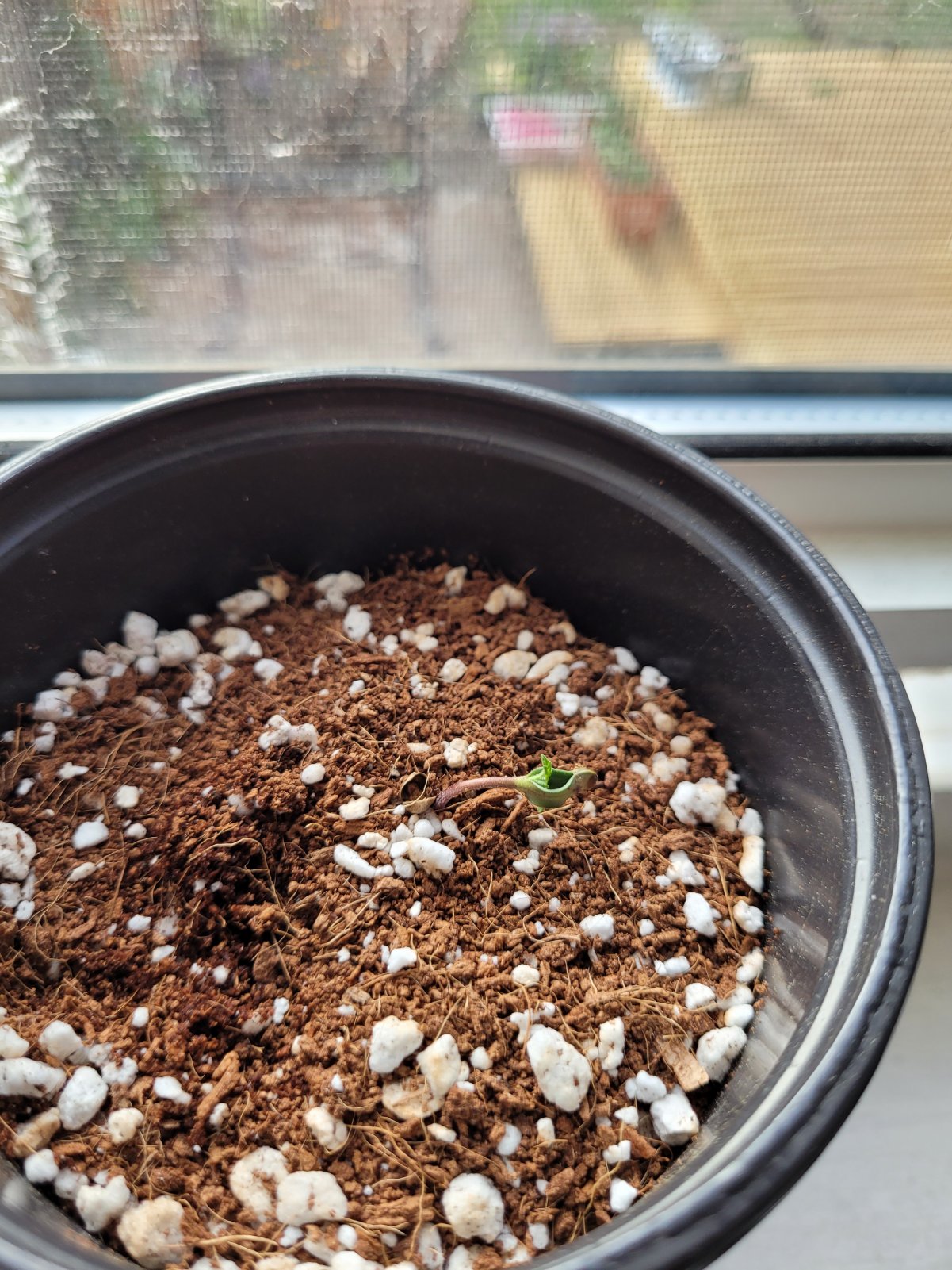 seedling2.jpeg