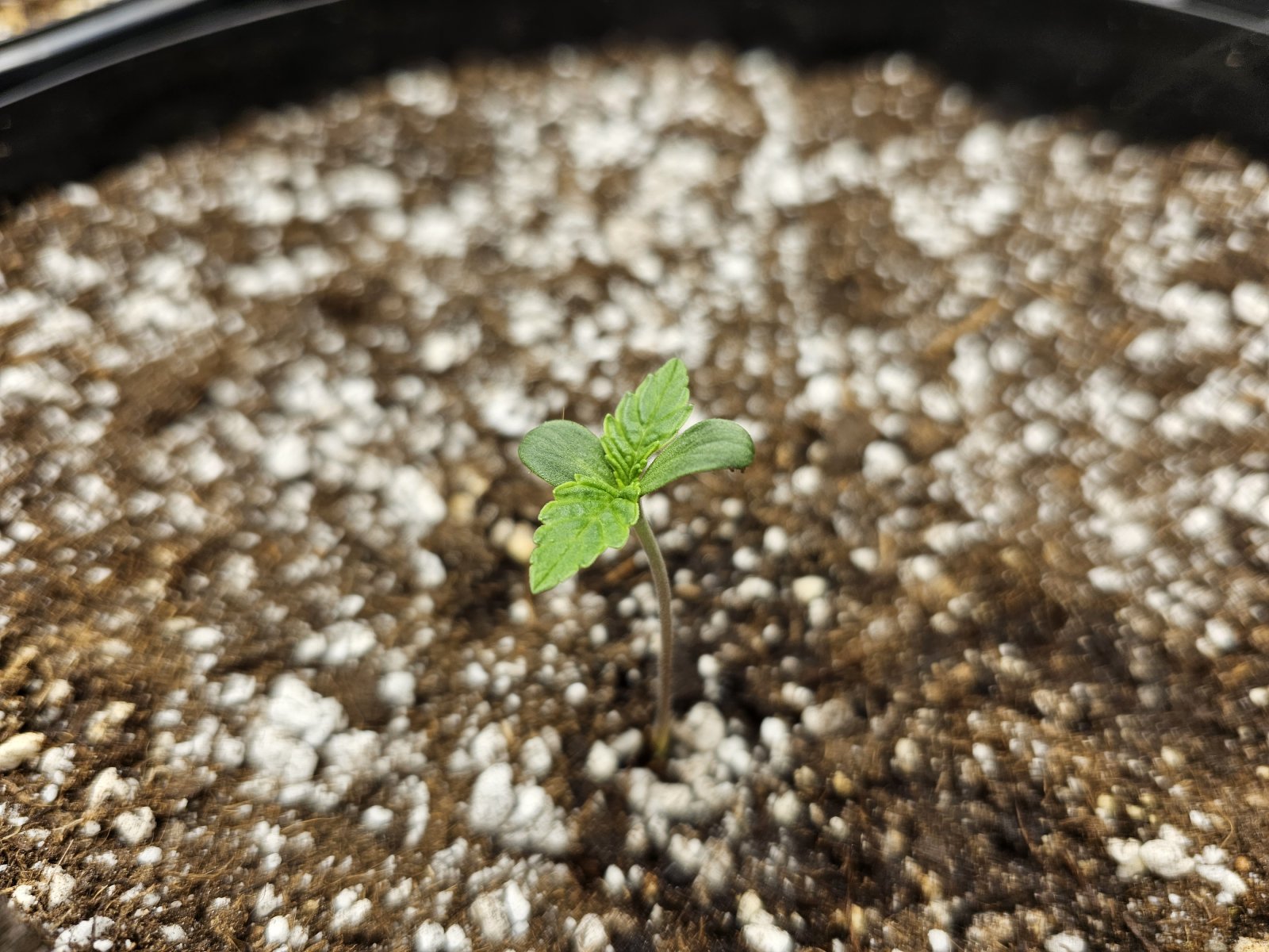 seedling2.jpg