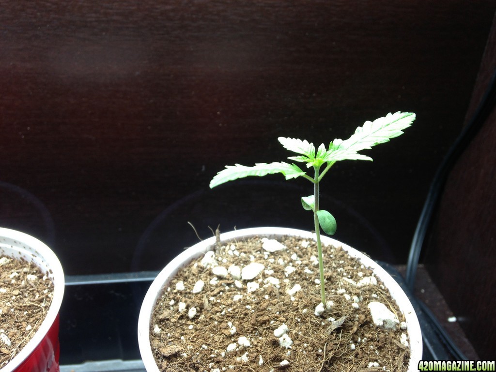 Seedling2