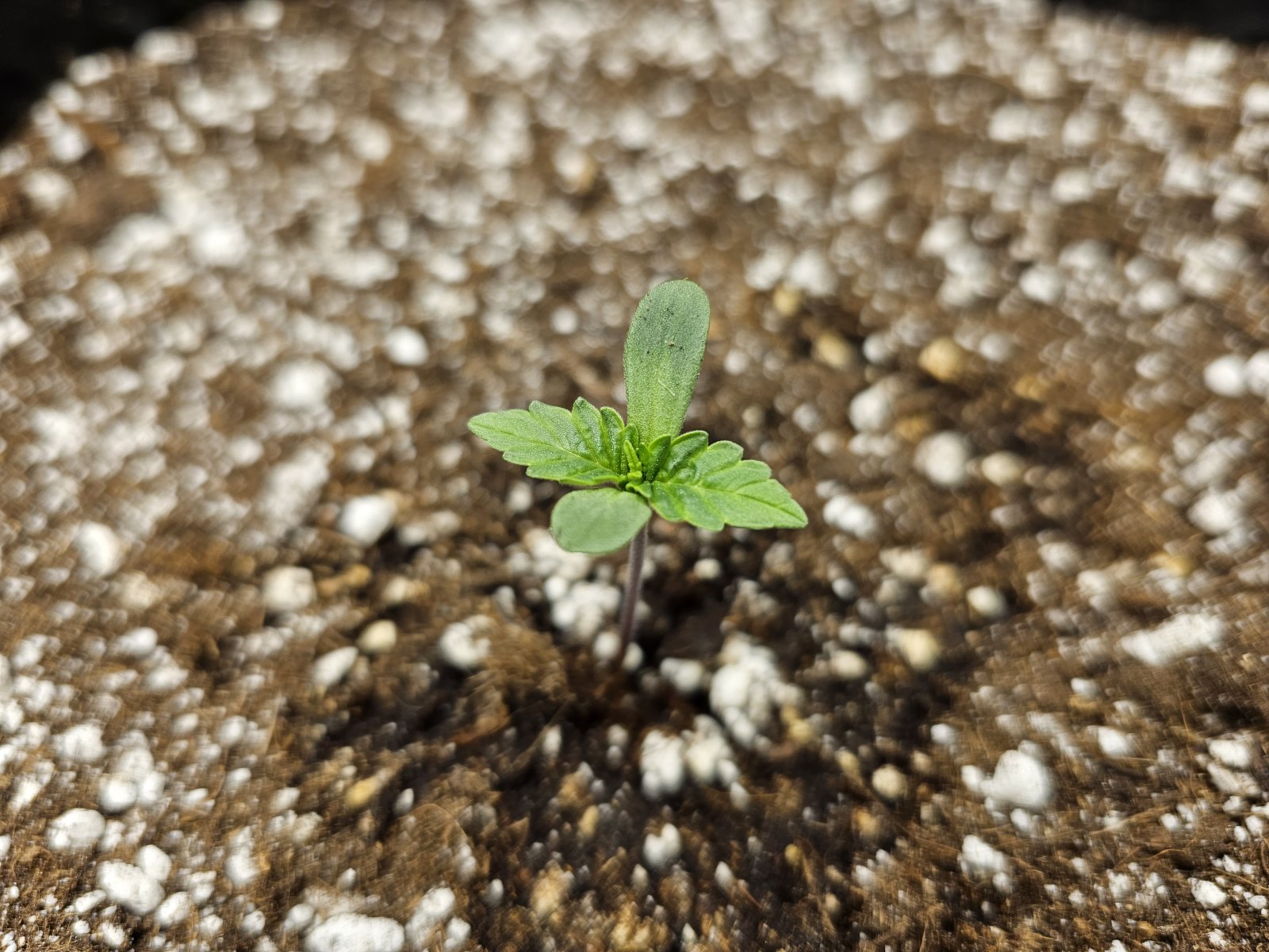 seedling3.jpg