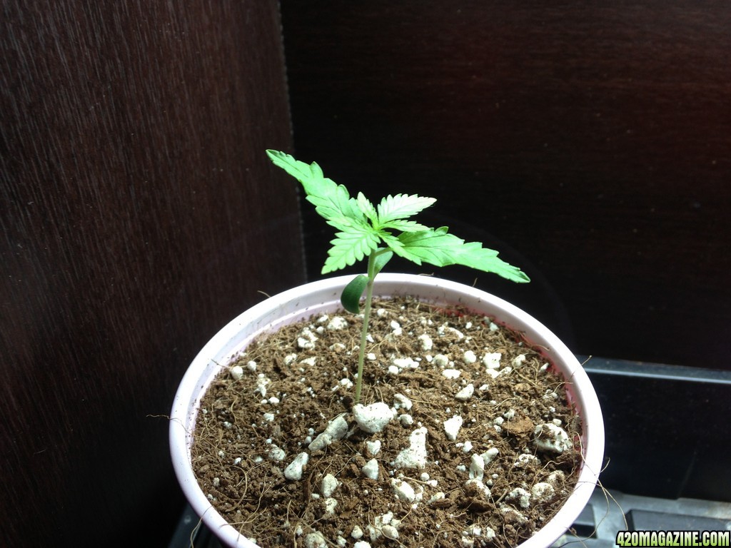 Seedling3