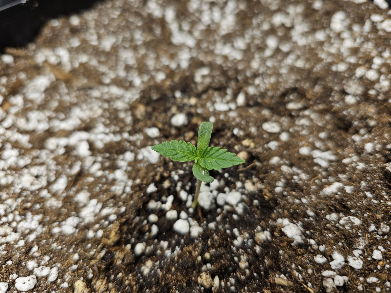 seedling4.jpg