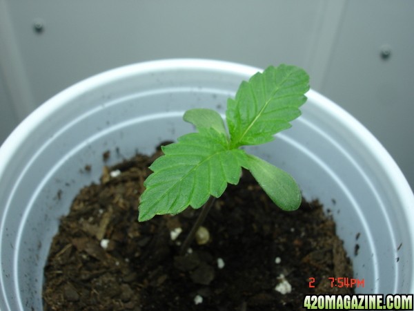 Seedling_1_Day_5