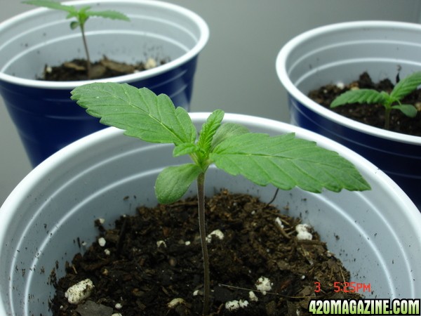 Seedling_1_Day_6