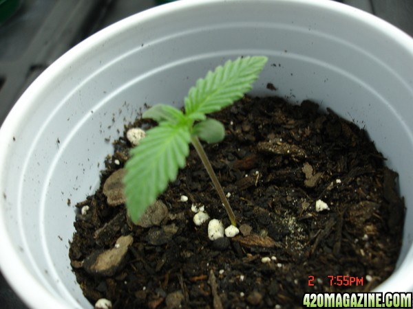 Seedling_2_Day_5