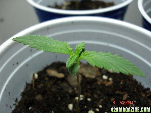 Seedling_2_Day_6