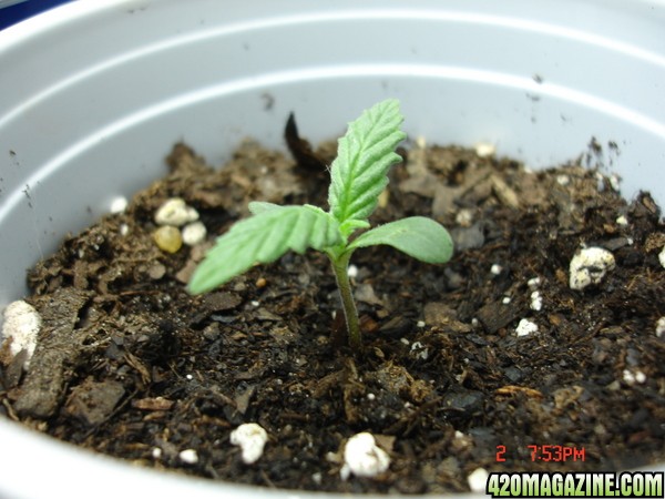 Seedling_3_Day_5