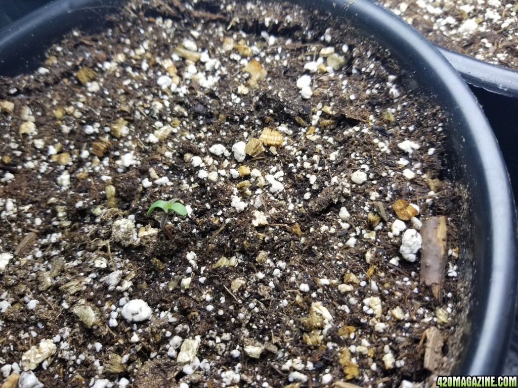 Seedlings 10/03 am