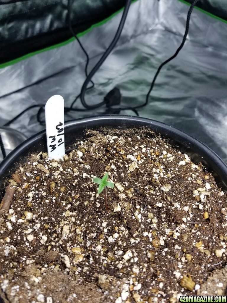 Seedlings 10/04 PM