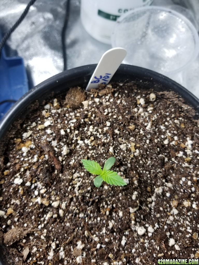 Seedlings 10/05