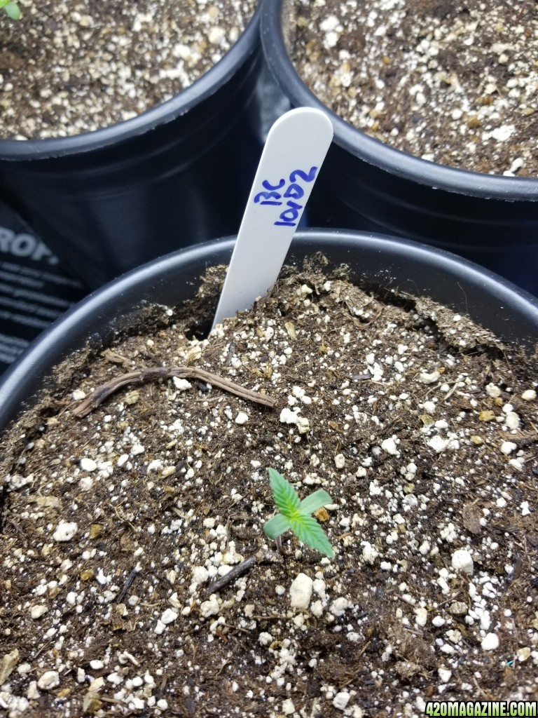 Seedlings 10/05