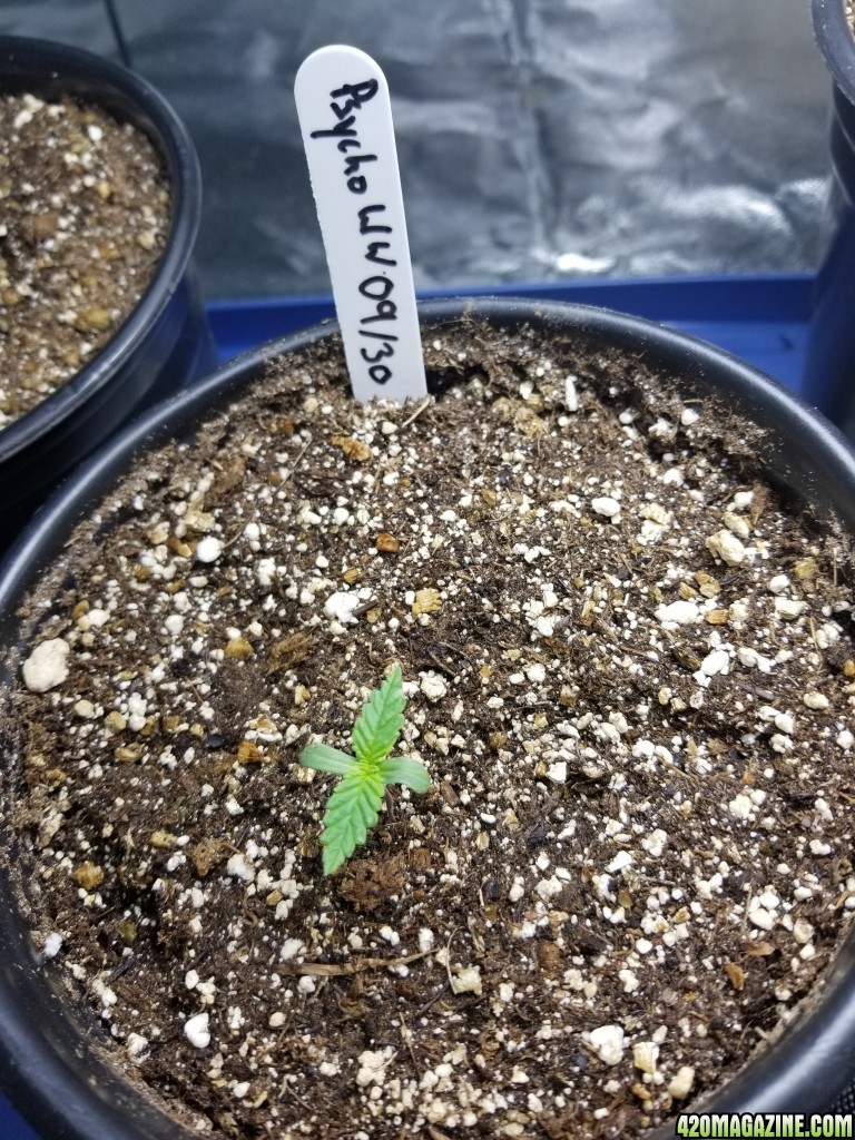 Seedlings 10/05