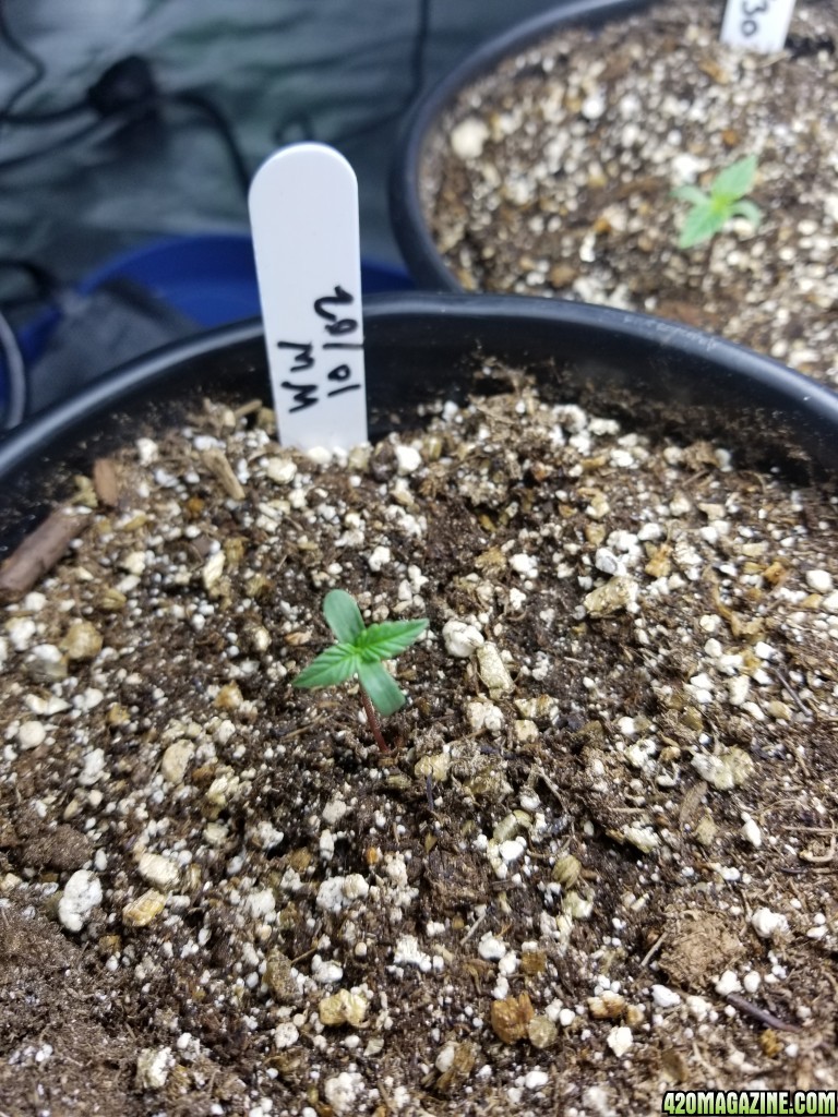 Seedlings 10/05