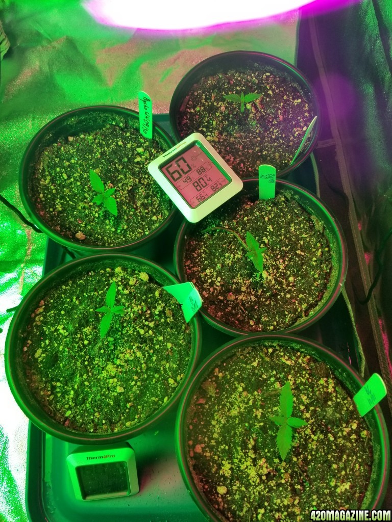 Seedlings 10 09 pm