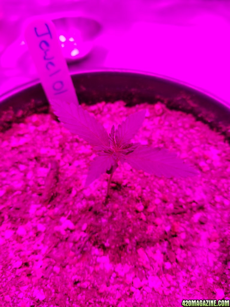 Seedlings 10 10 pm