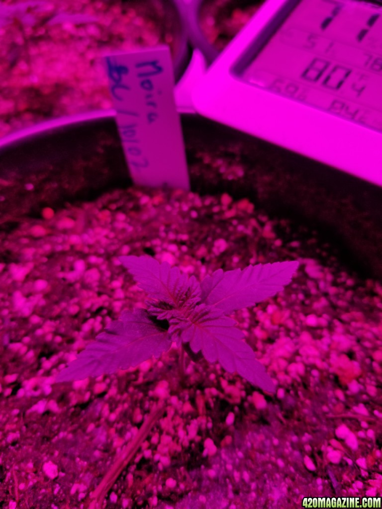 Seedlings 10 11 pm