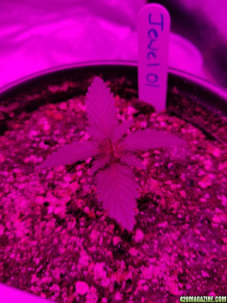 Seedlings 10 11 pm