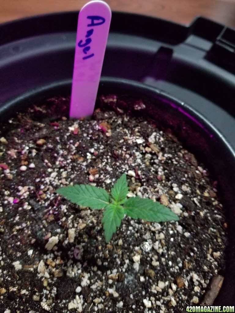 Seedlings 10 11