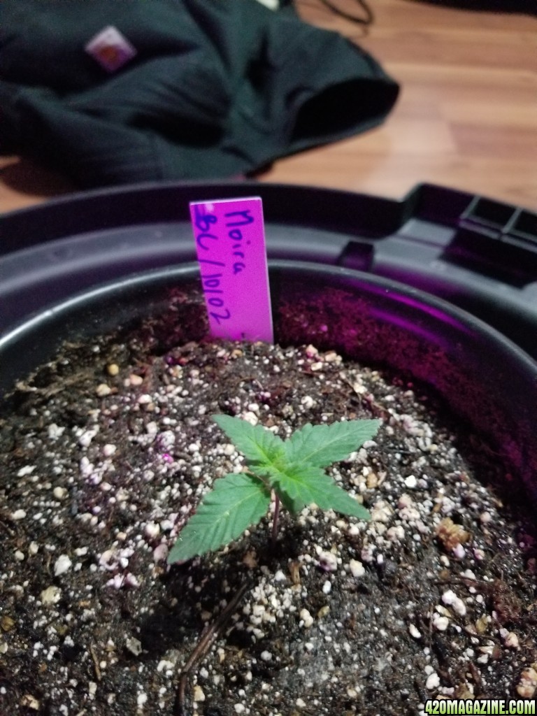 Seedlings 10 11