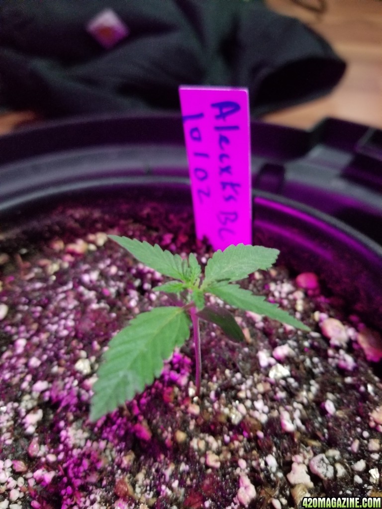 Seedlings 10 11