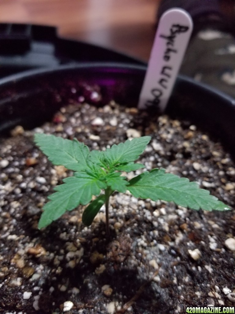 Seedlings 10 11