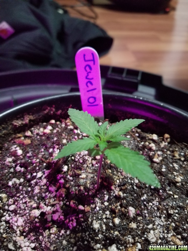 Seedlings 10 11