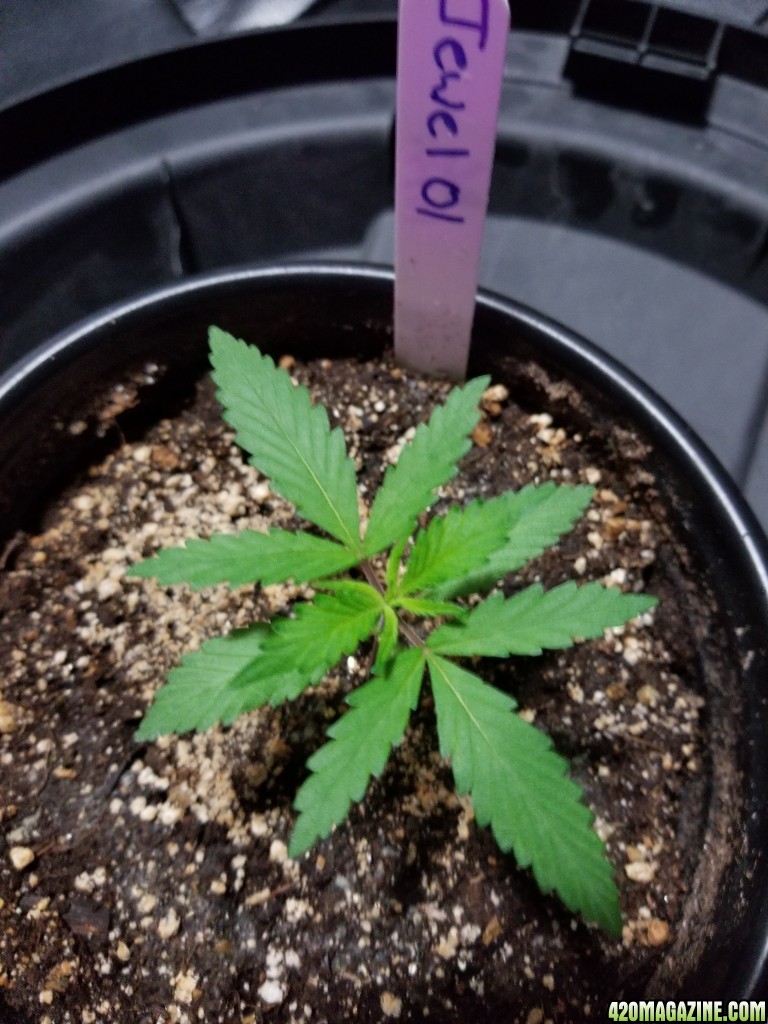 Seedlings 10 15 2017