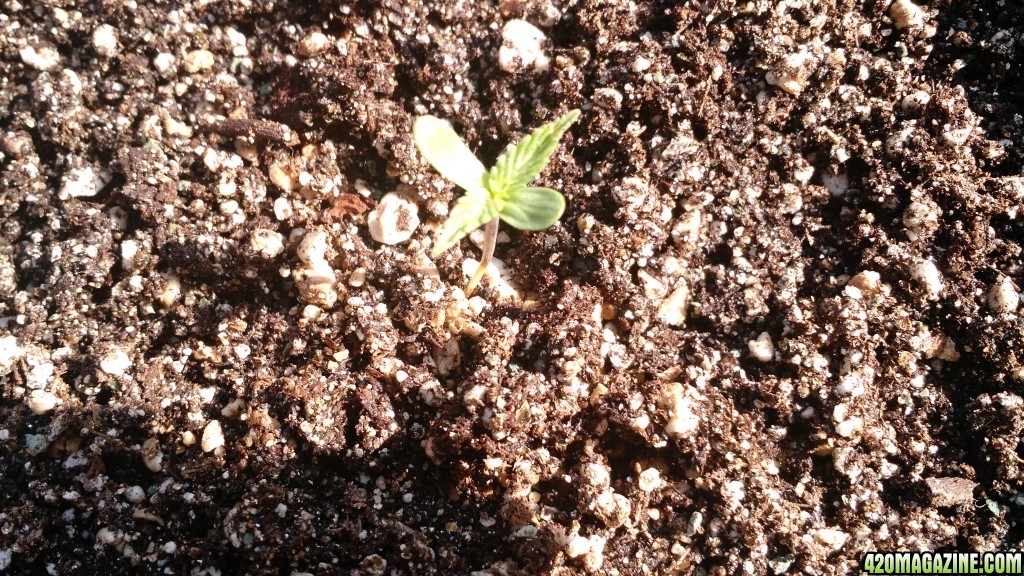 Seedlings 1st Grow Day 7