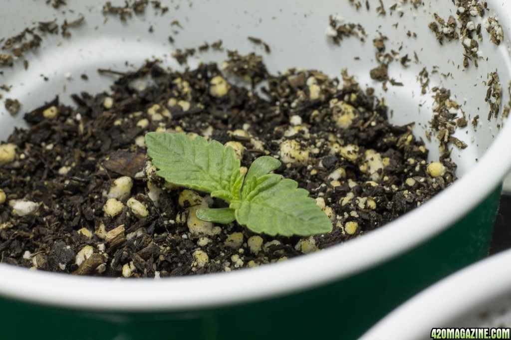 Seedlings 7 days old