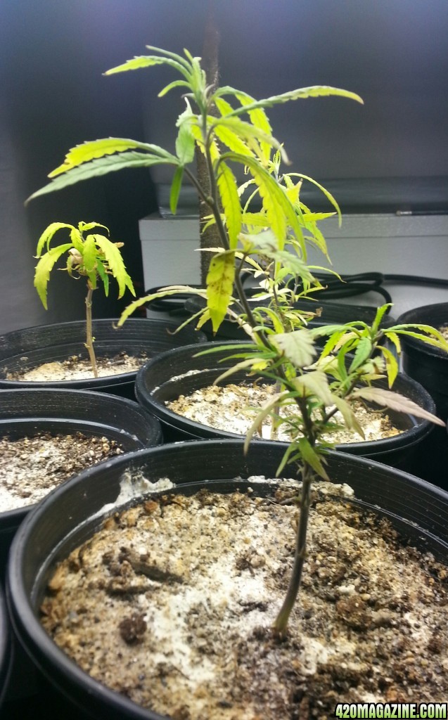 seedlings &amp; pre-veg clones