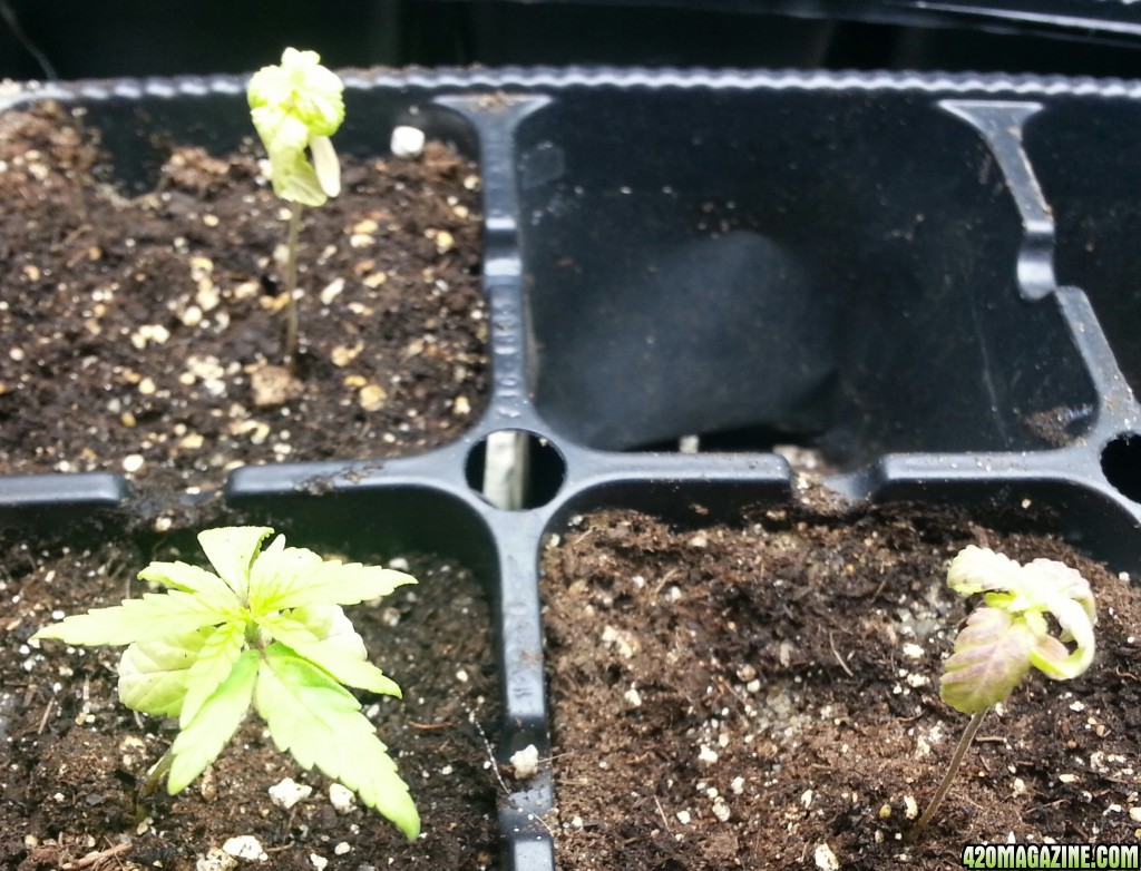 seedlings &amp; pre-veg clones