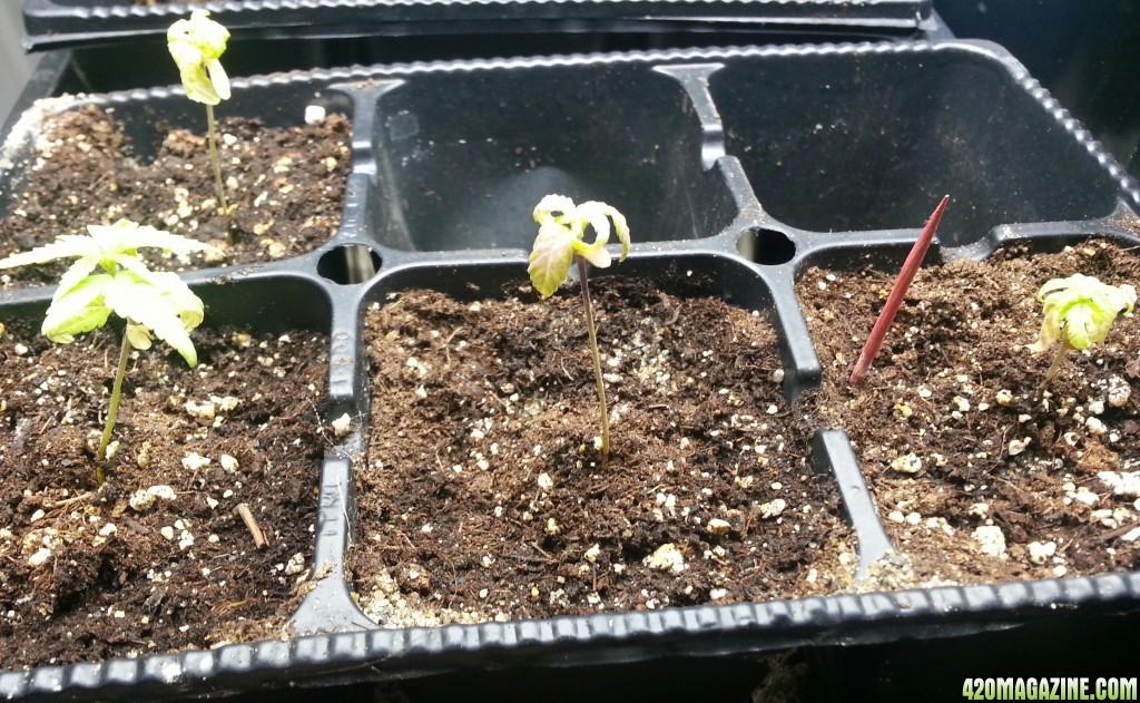 seedlings &amp; pre-veg clones