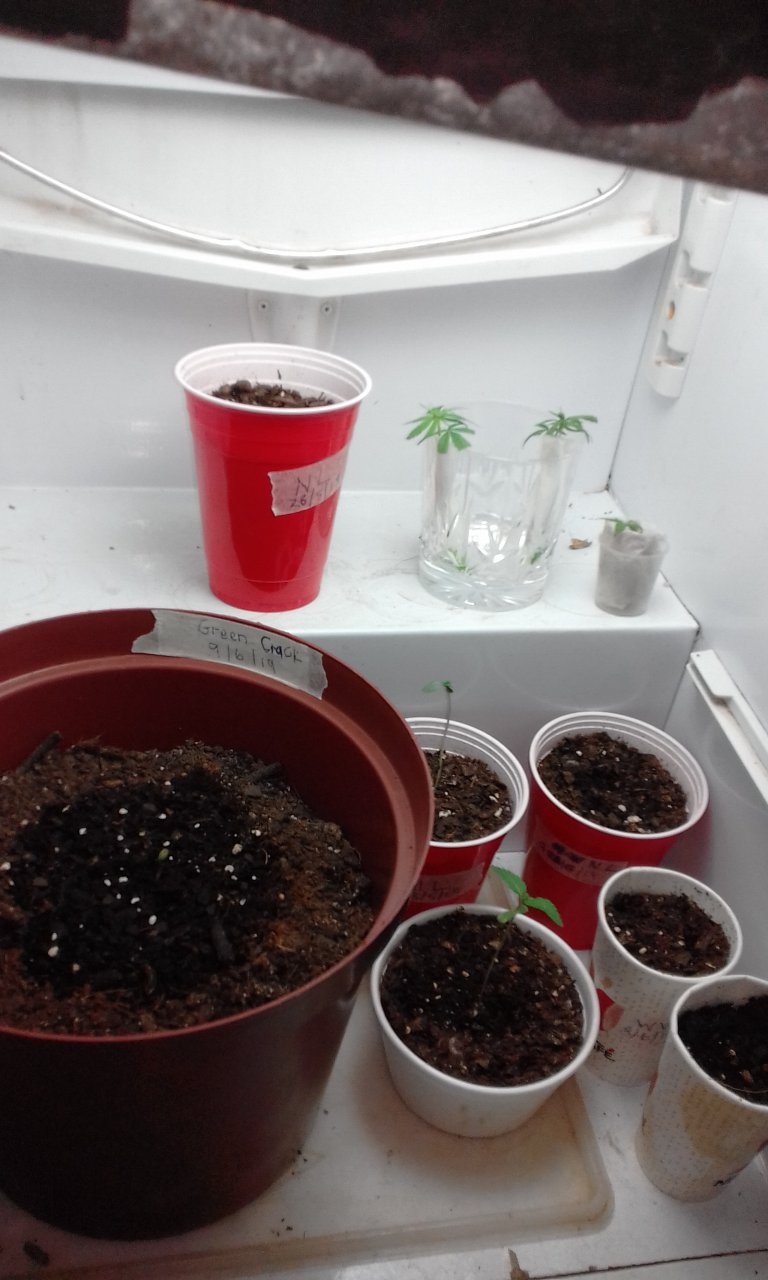 Seedlings and clones.jpg