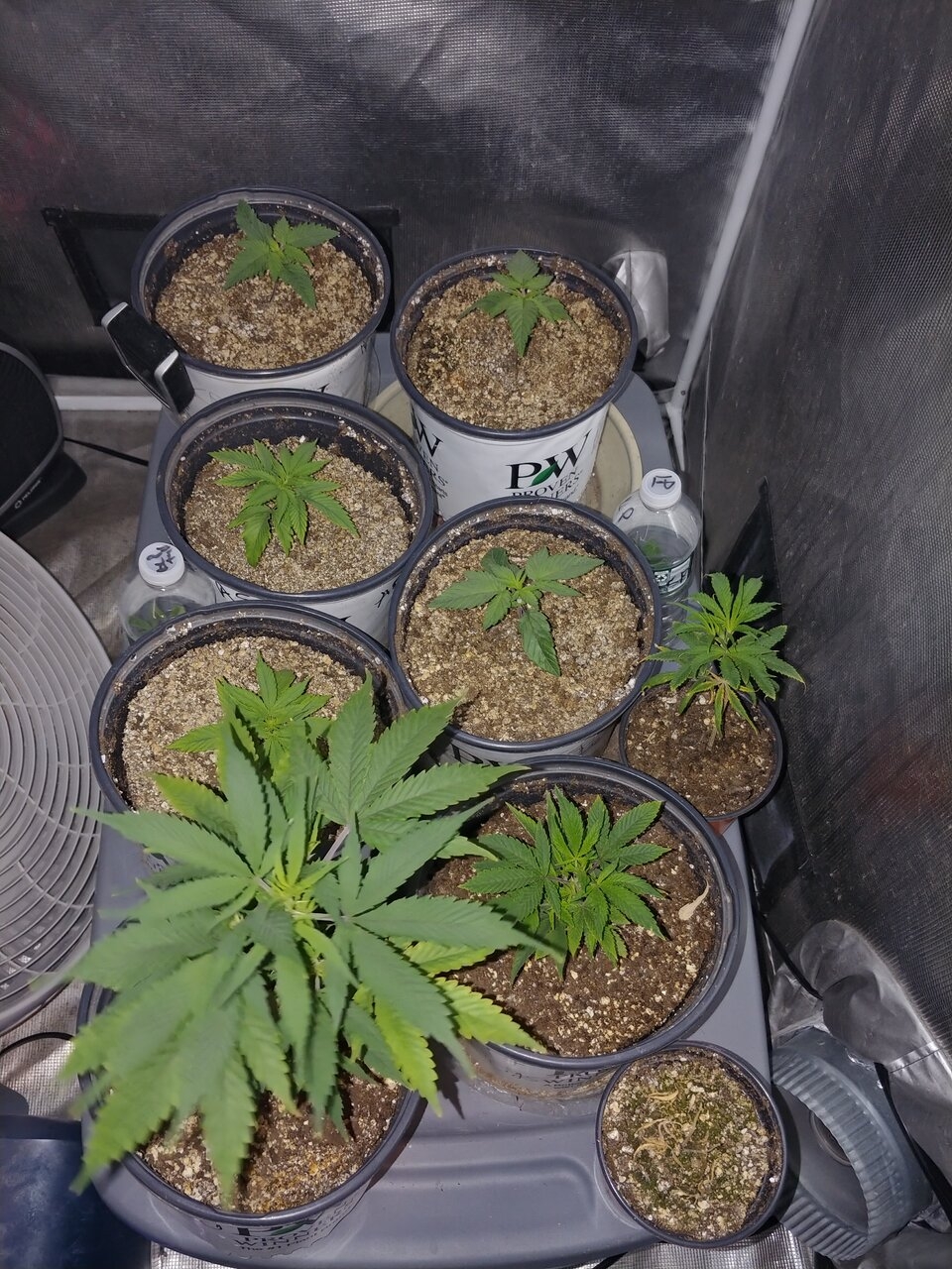 Seedlings and clones