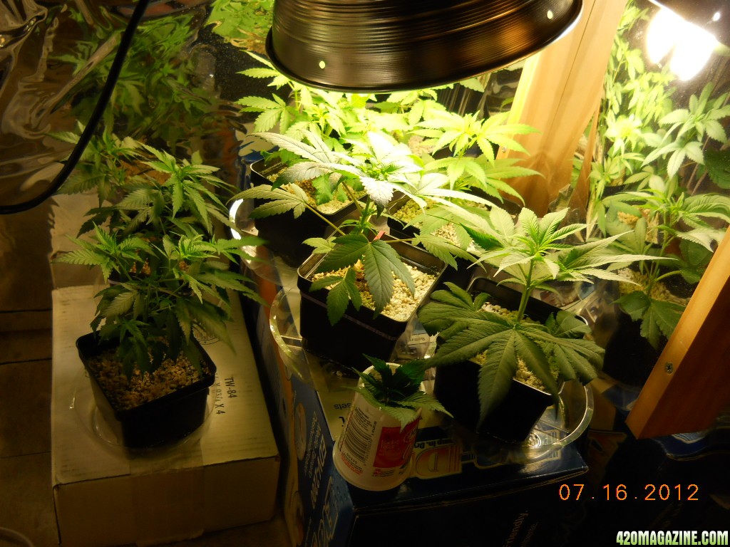 seedlings and clones