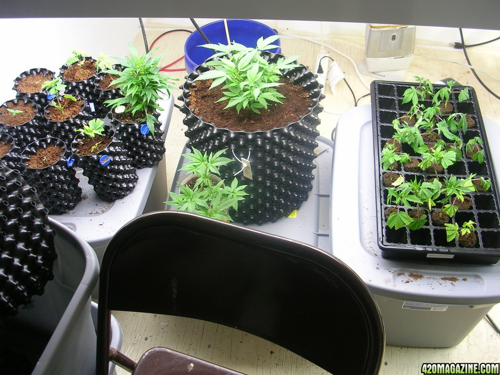 Seedlings and clones