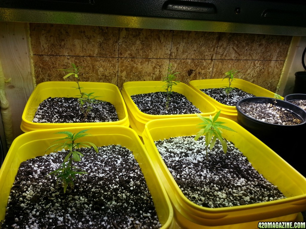 seedlings and clones