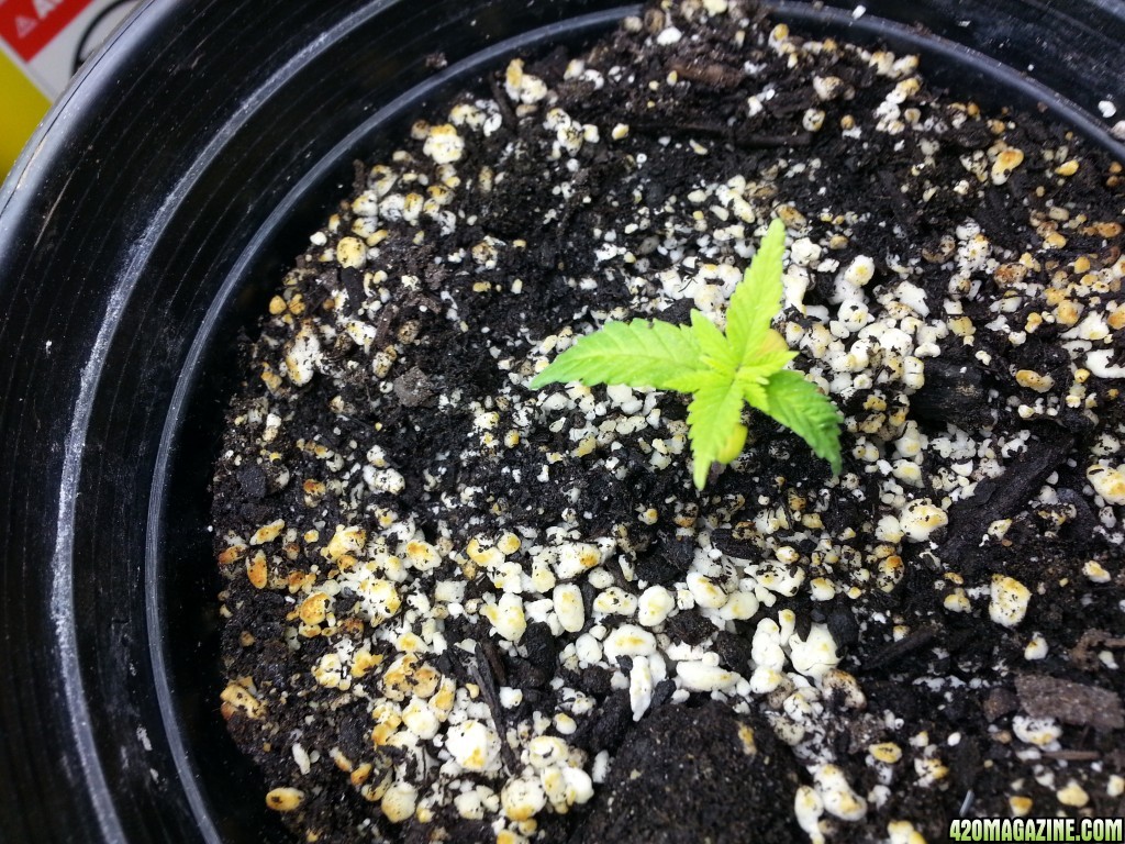 seedlings and clones