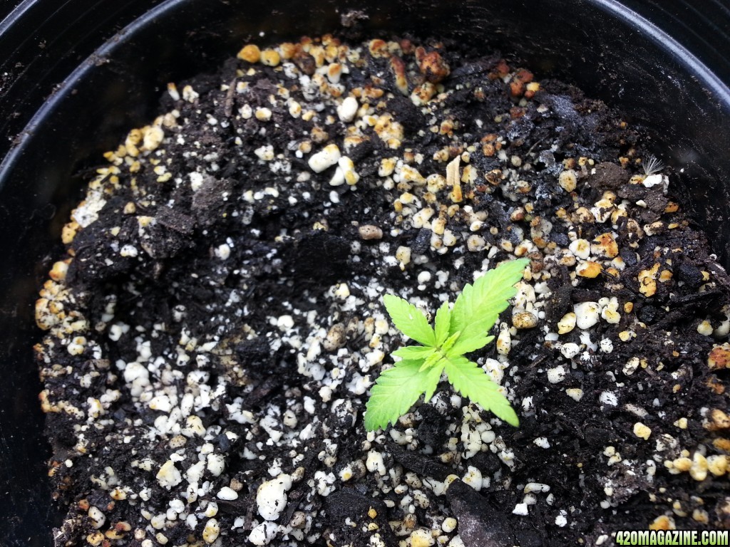 seedlings and clones