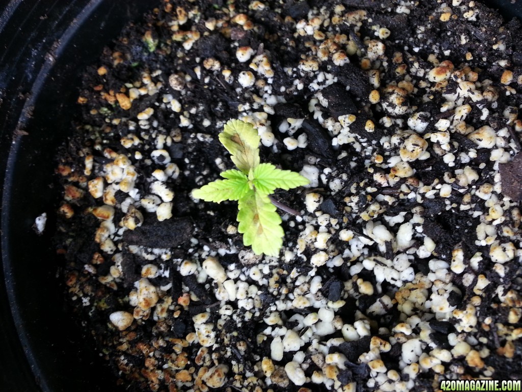 seedlings and clones