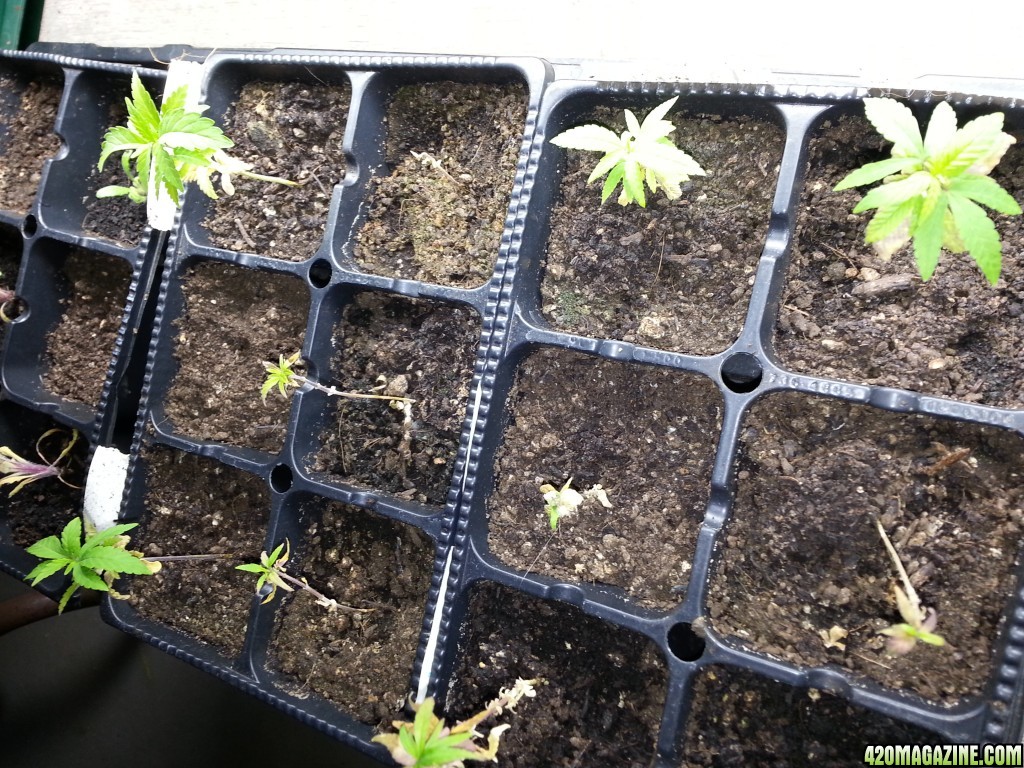 seedlings and clones