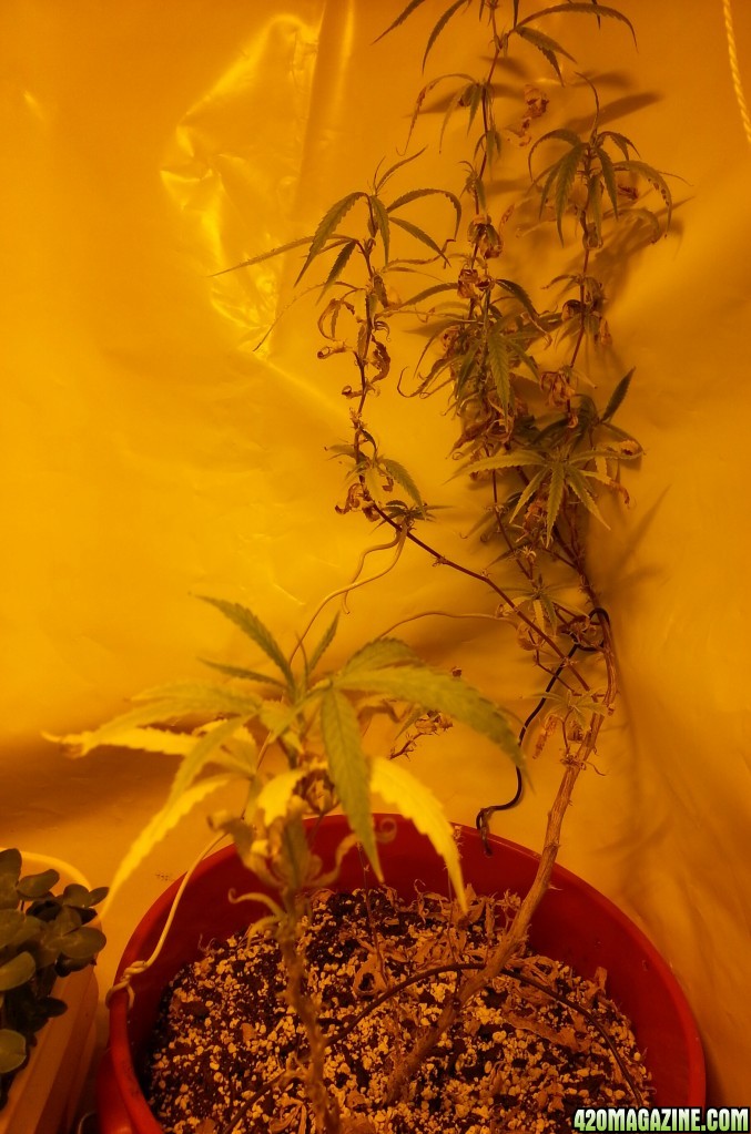 seedlings and clones