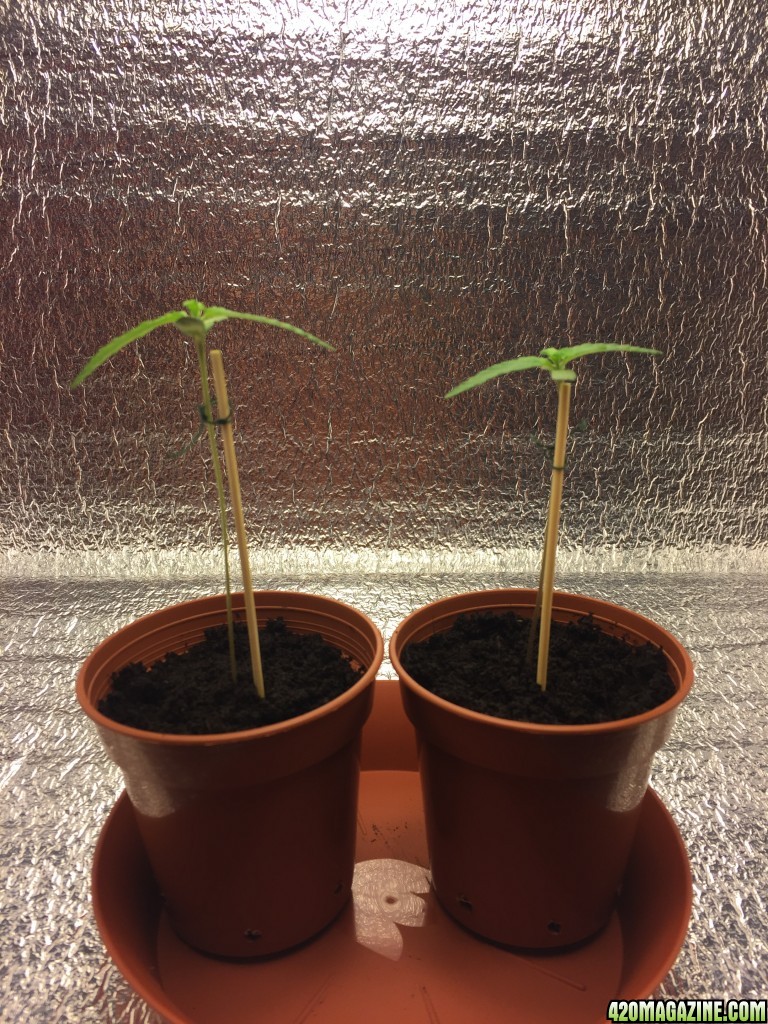 Seedlings are willing !
