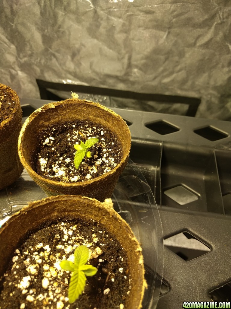 Seedlings at 2 weeks