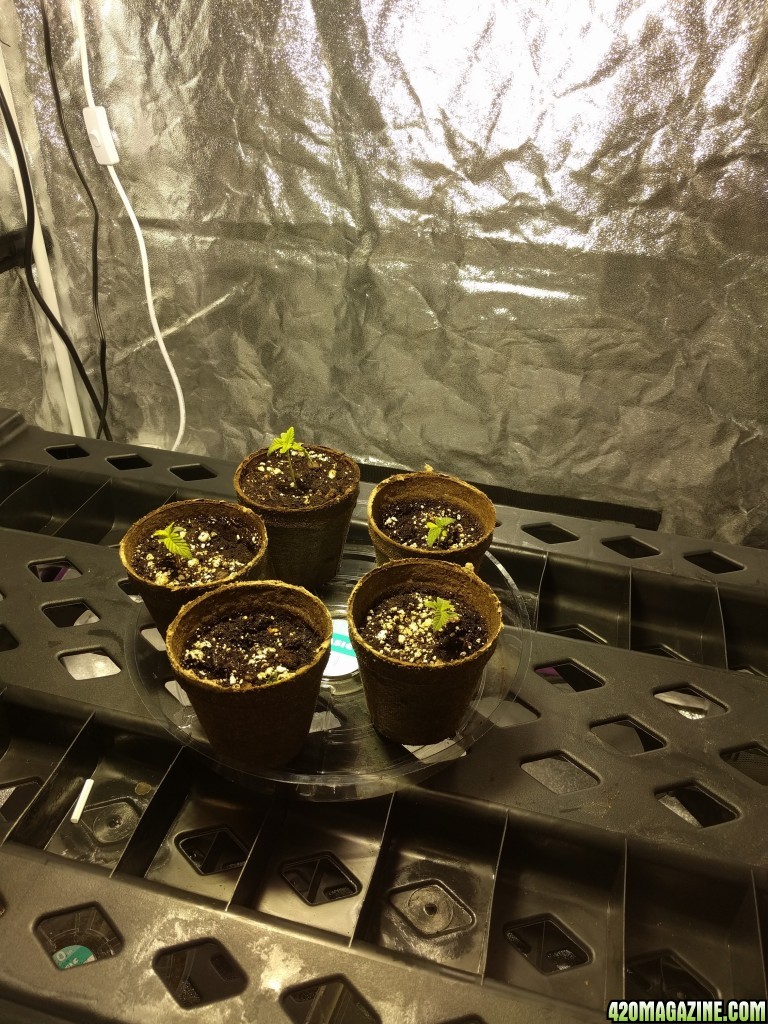 Seedlings at 2 weeks