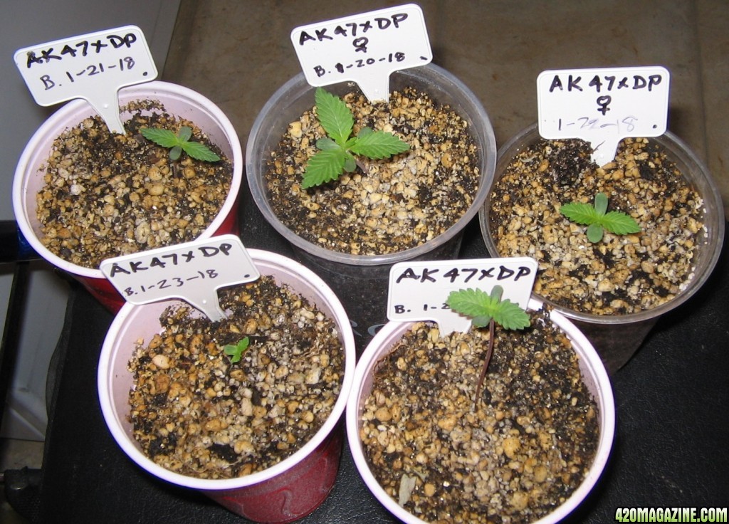 seedlings at 4 days old