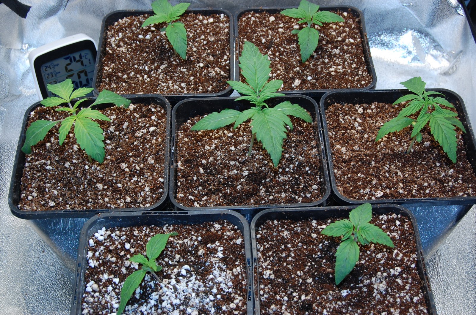 seedlings-chocolate-skunk-lemon-grass-day15.JPG