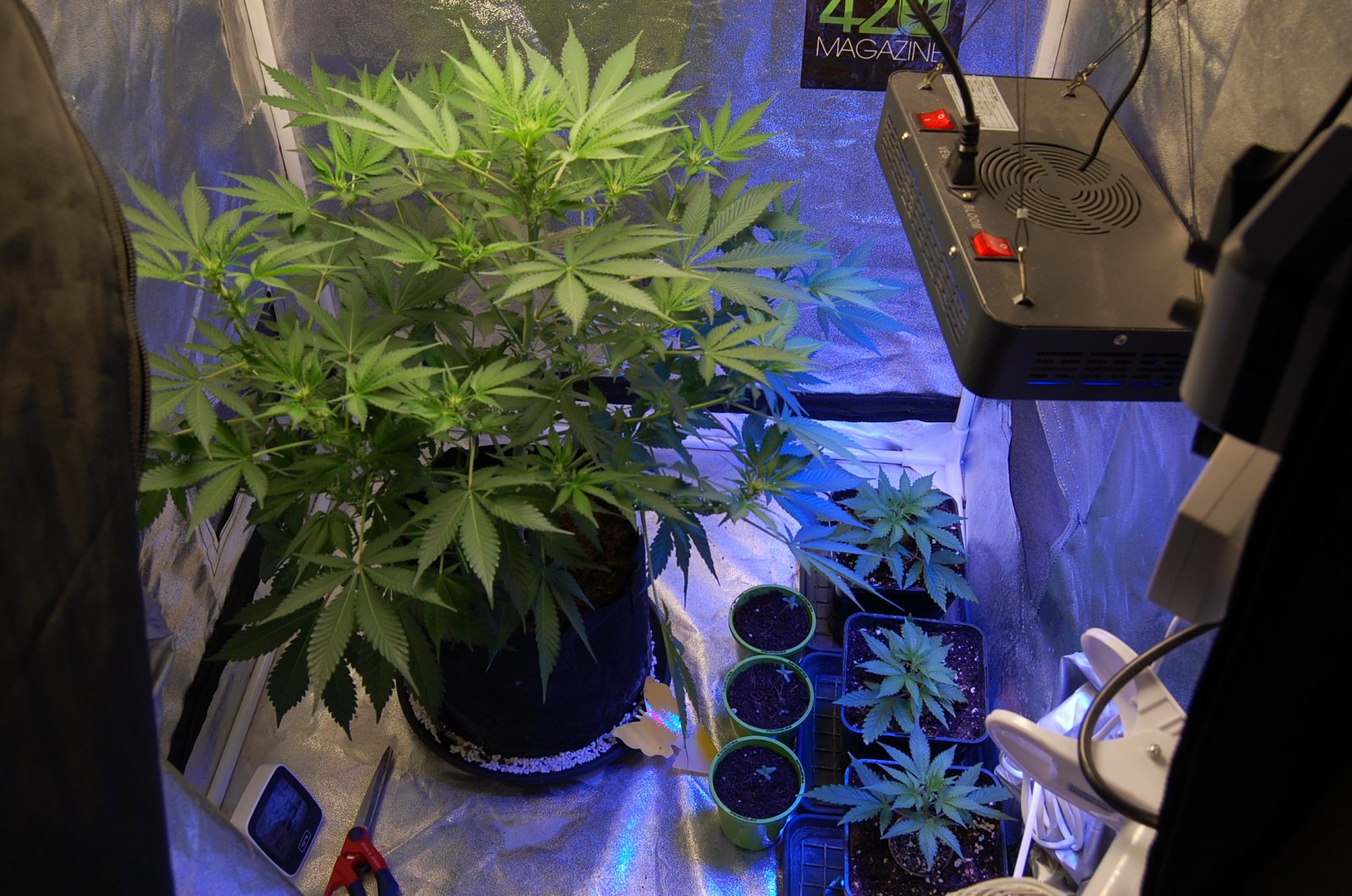 seedlings-clones-chunky-skunk.JPG