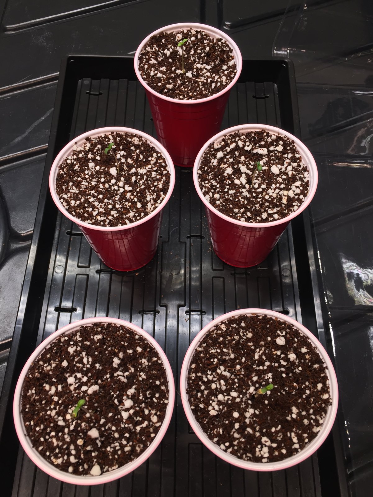 Seedlings Day 1a.JPG