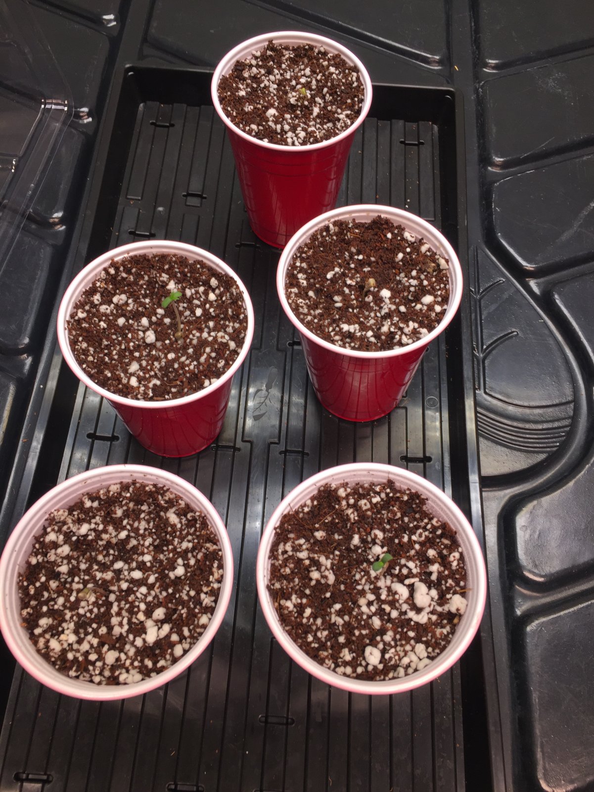 Seedlings Day 1b.JPG